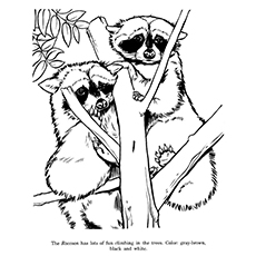 Racoon coloring page with instructions