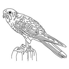 Red-footed falcon coloring page