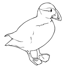 Rhinoceros auklet, puffin coloring page