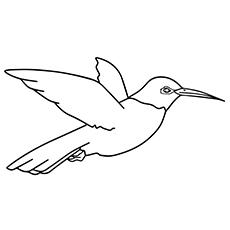 Rufous hummingbird coloring page