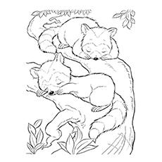 Coloring page of sleeping raccoons