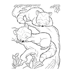 Coloring page of sleeping raccoons_image