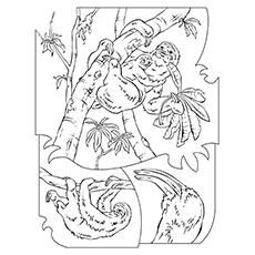 Sloth coloring page