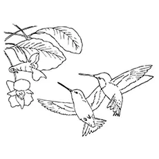 Spatuletail hummingbird coloring page