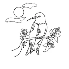 Swallow tailed hummingbird coloring page