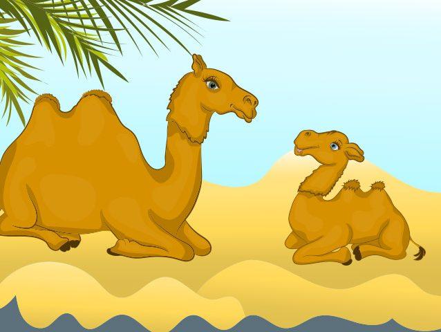 The camel and the baby