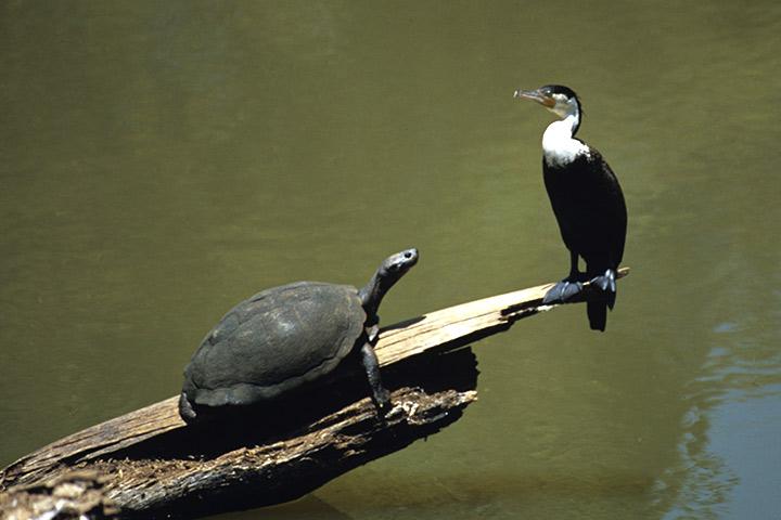 The tortoise and the bird