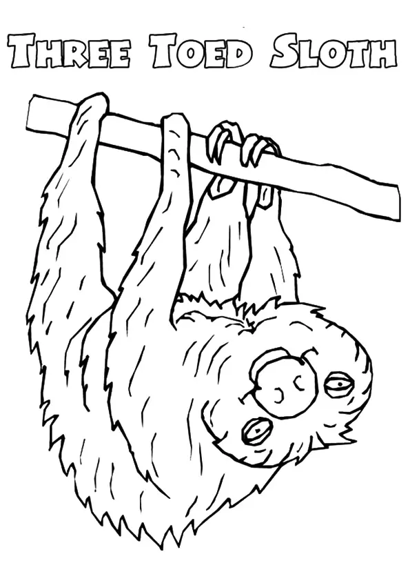 Three-Toed-Sloth