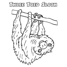 Three Toed Sloth coloring page