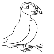 Tufted puffin coloring page