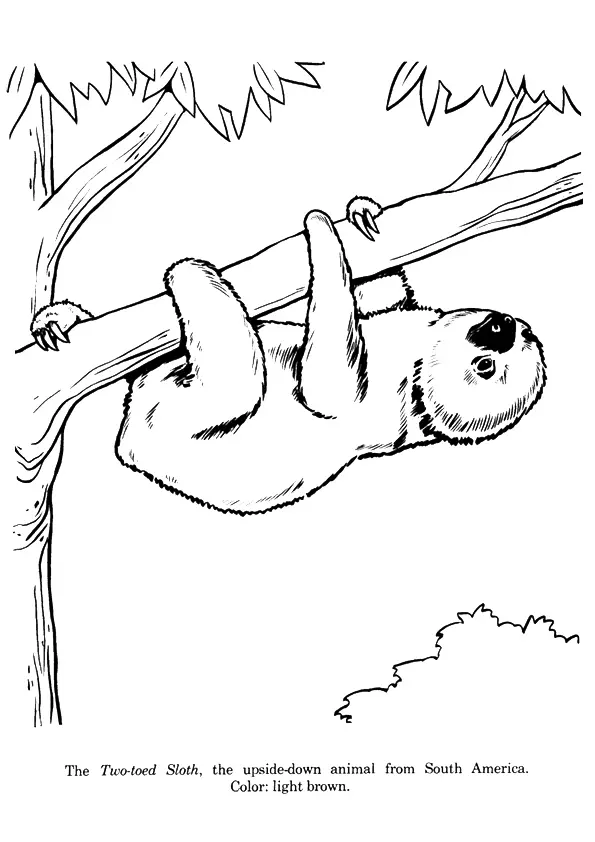 Two-Toed-Sloth