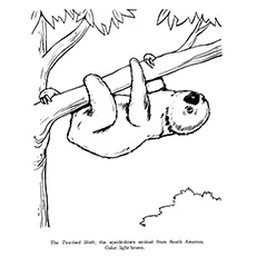 Two Toed Sloth coloring page