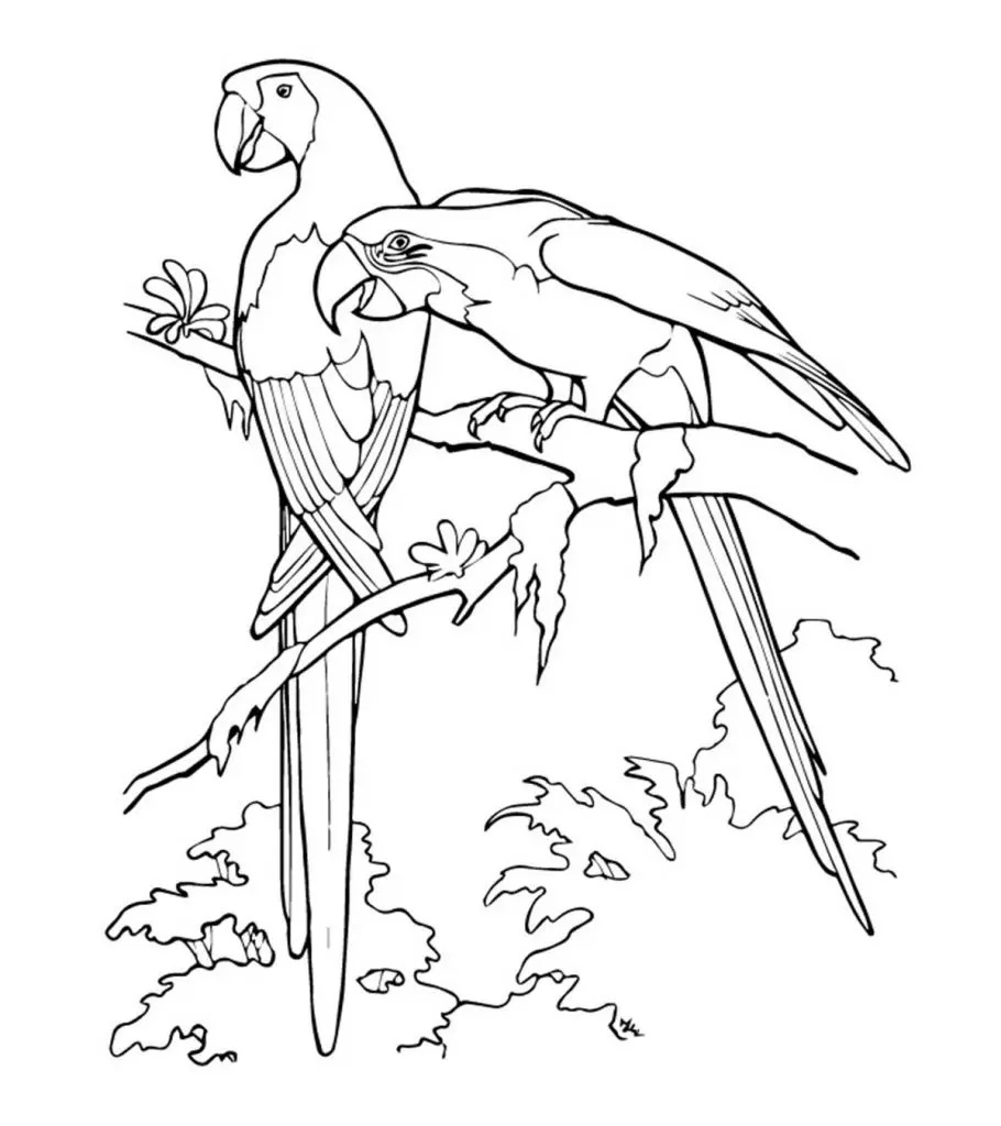 21 Cute Parrot Coloring Pages Your Toddler Will Love To Color