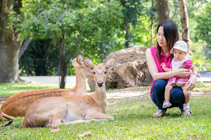 A Mini Zoo Visit