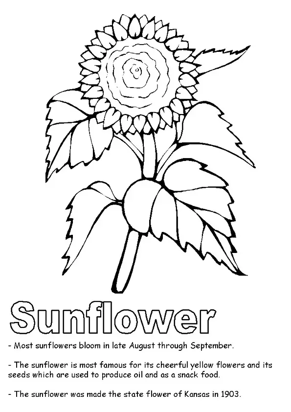 A-Sunflower