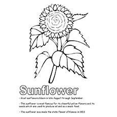 simple sunflower coloring page