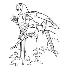 blue and yellow macaw coloring page