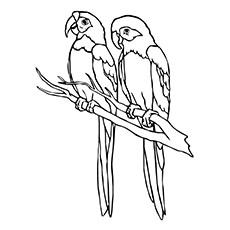 coloring pages of a parrot