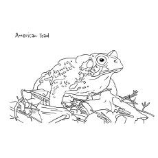 American toad frog coloring page