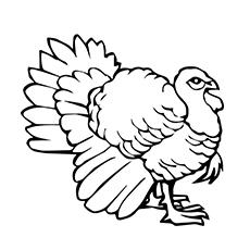 Black turkey coloring page