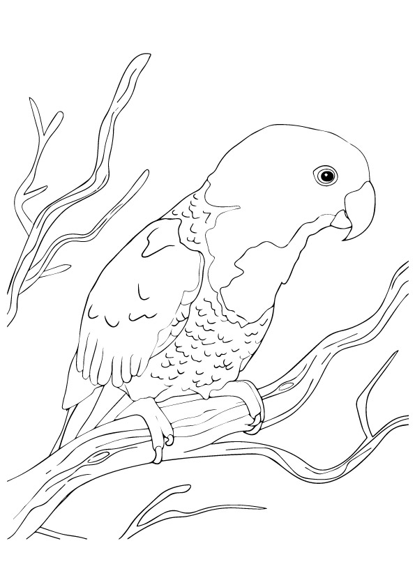 Blue-Naped-Parrot