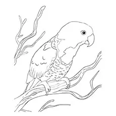 Blue-naped parrot coloring page