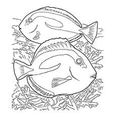 Coral blue tang coloring page