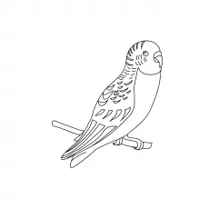 Budgie parrot coloring page