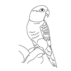 Caiques parrot coloring page