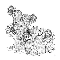 Claret cup cactus coloring page