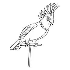 Cockatiel parrot coloring page