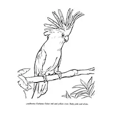 Cockatoos parrot coloring page