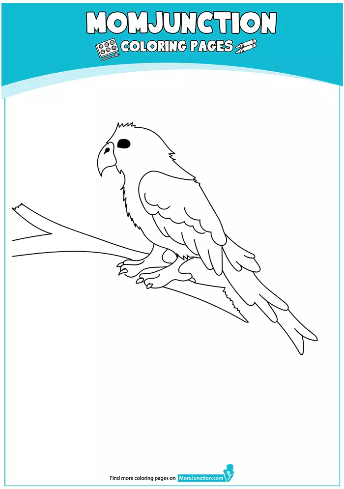 Conure-16