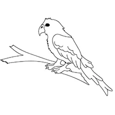 Conure parrot coloring page