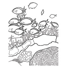 Coral Coral Atoll Coloring Pages
