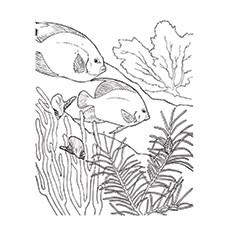 coral reef fish coloring pages