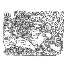 free coral reef coloring pages