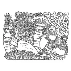 Coral reef biome coloring page_image