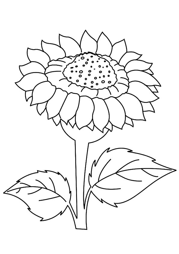 Dafna-Sunflower
