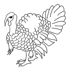 Domestic turkey coloring page