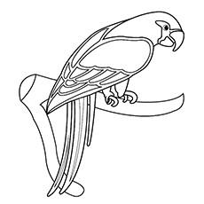 parrot drawing for colouring