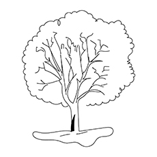 Elm tree coloring page