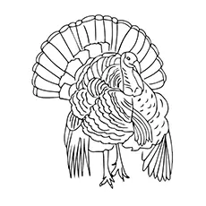 Florida wild turkey coloring page