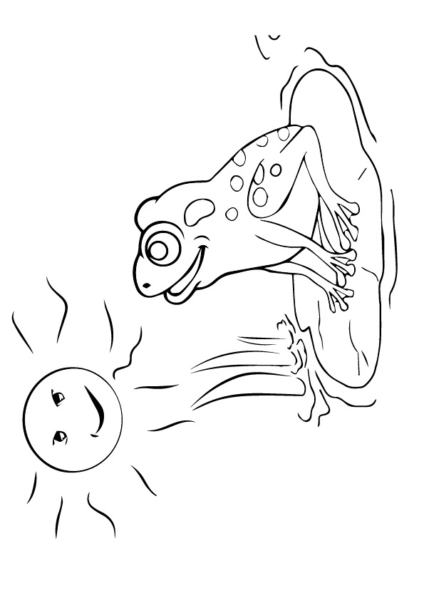 Frog-Basking-In-The-Sun