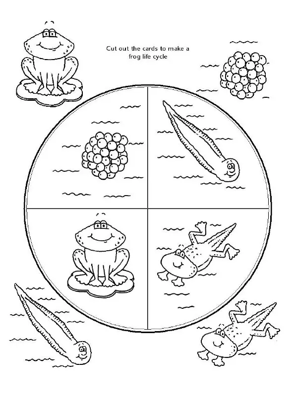 Frog-Lifecycle