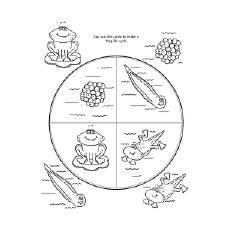 Frog lifecycle coloring page