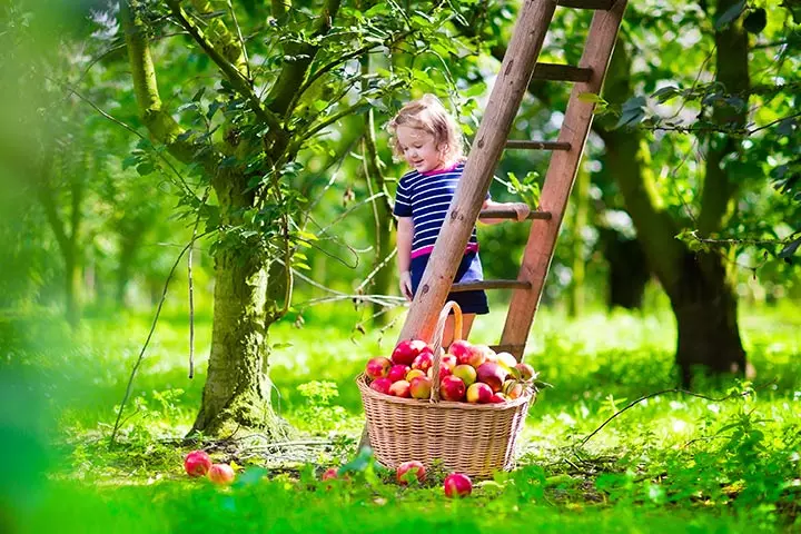 Fruit Picking In Orchards