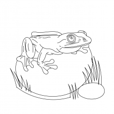 Glass Frog coloring page
