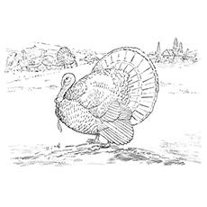 wild turkey coloring pages