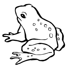 Harlequin Toad frog coloring page